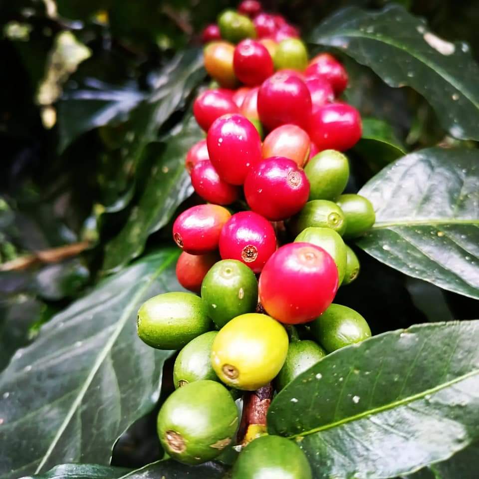 Café Los Altos (Chiapas cafe de altura 500 g)