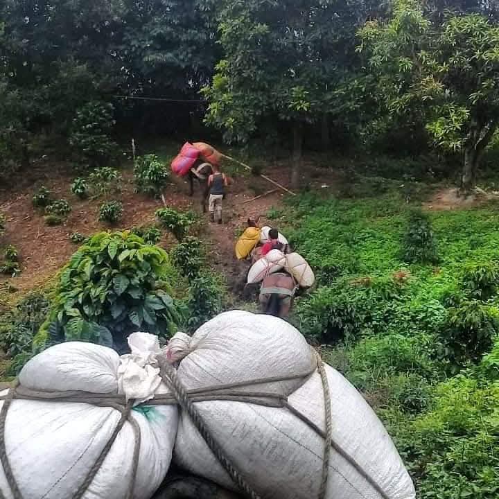 Café Los Altos (Chiapas cafe de altura 500 g)