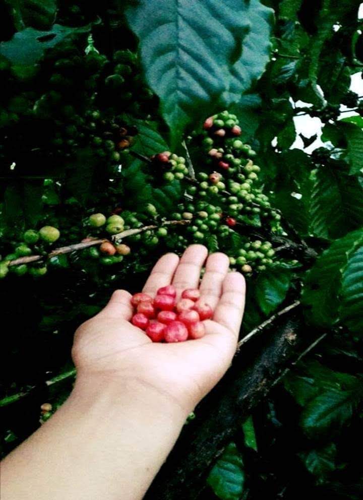 Café Los Altos (Chiapas cafe de altura 500 g)