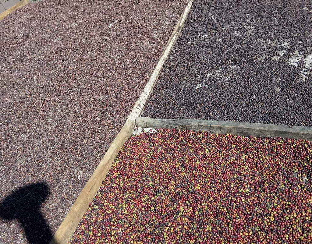 Café Los Altos (Chiapas cafe de altura 500 g)